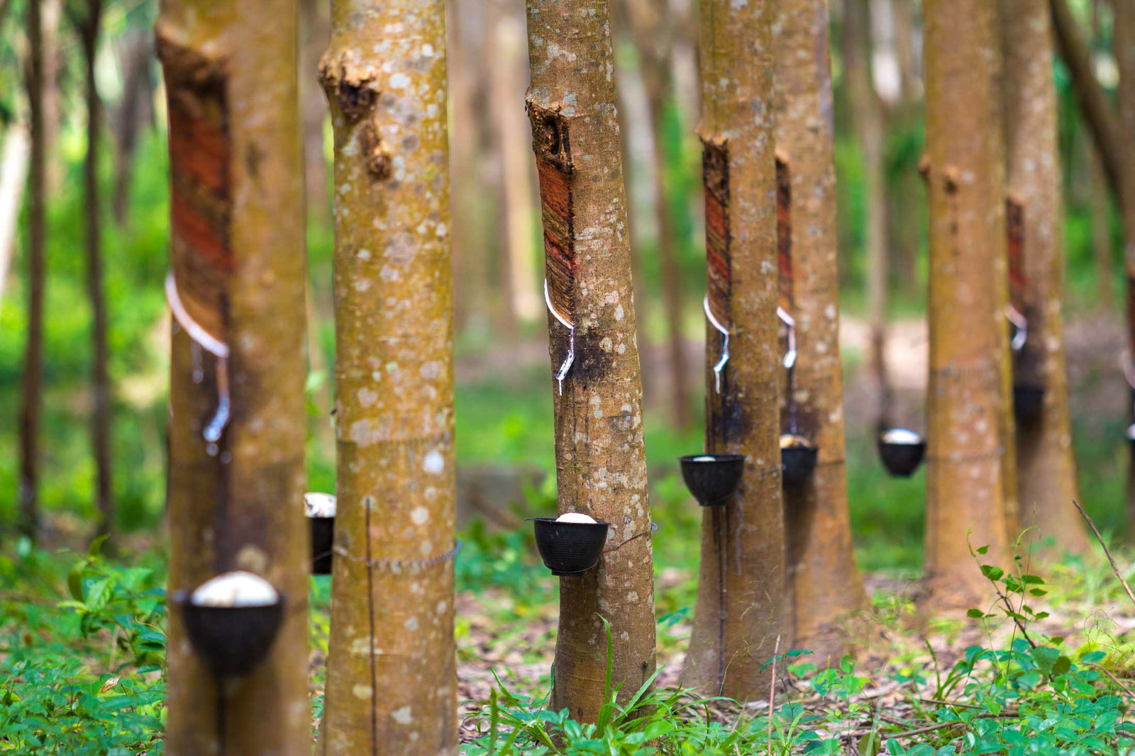 Unveiling the Craft: The Intricate Process of Making Rubber Gumboots - Wellies Online