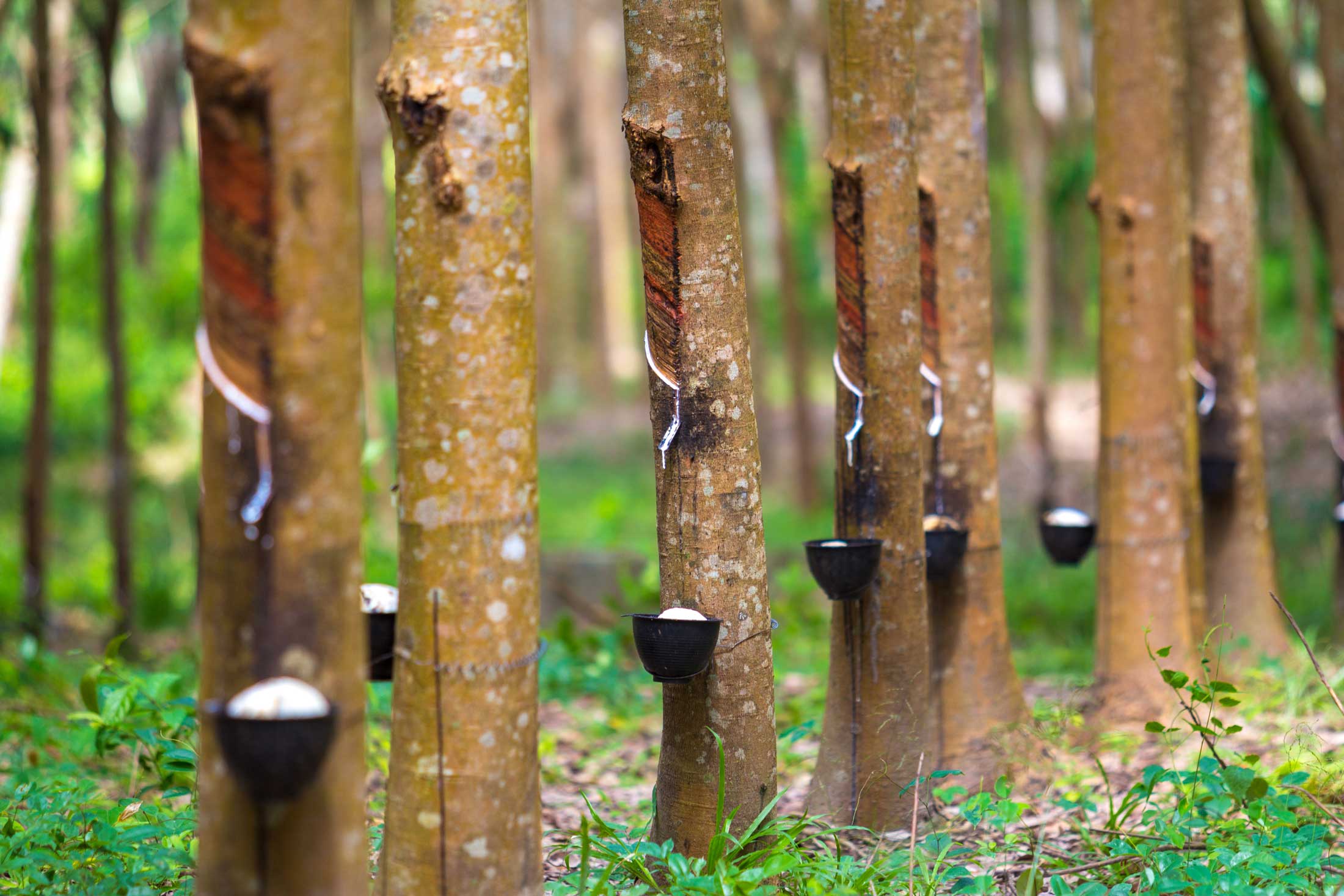 Unveiling the Craft: The Intricate Process of Making Rubber Gumboots - Wellies Online